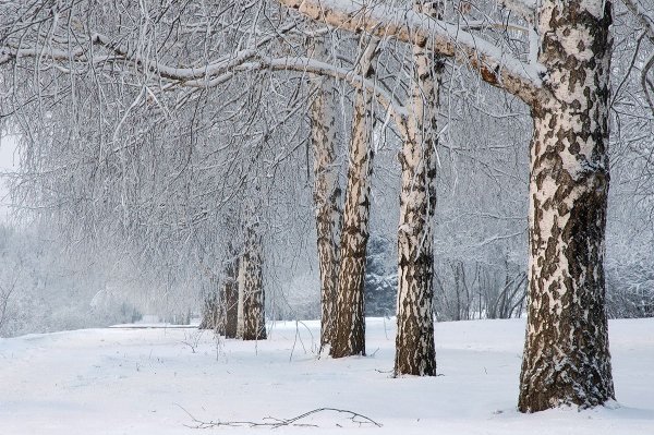 Березка зимой
