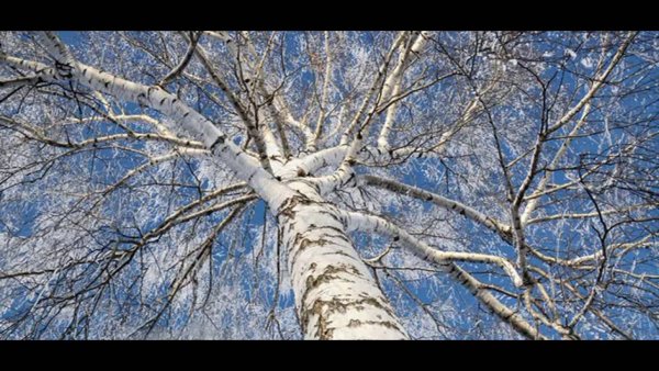 Берёзы в феврале