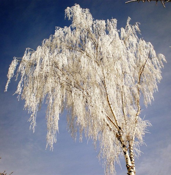 Береза повислая зима