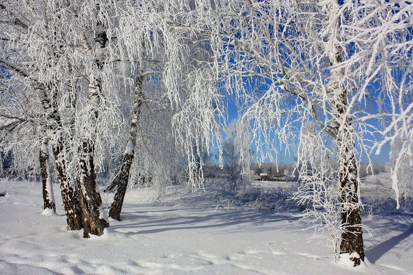 Береза Сибирская зимой