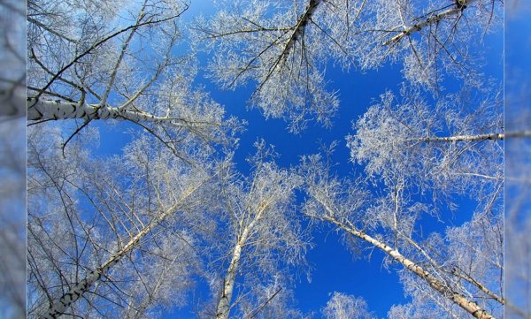 Береза в снегу