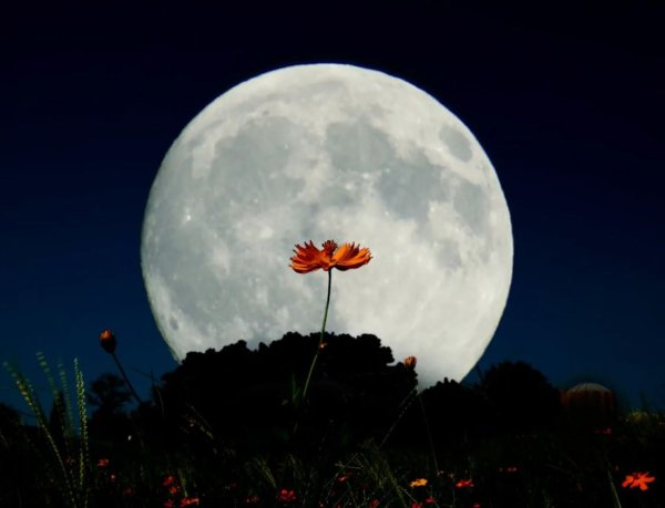 Луна в Японии