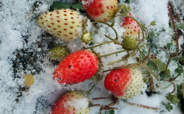 Ягоды в снегу