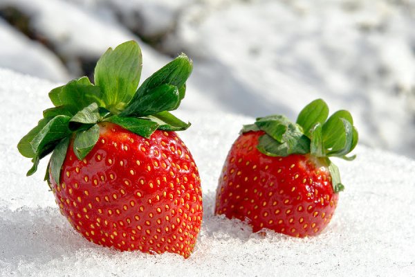 Клубника под снегом