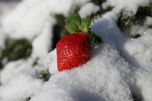 Десерт клубника в снегу ;)