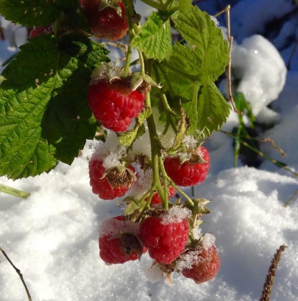 Клубника зимой