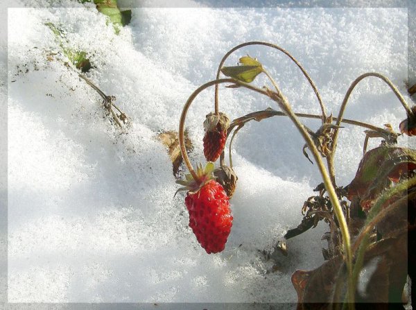 Земляника зимой