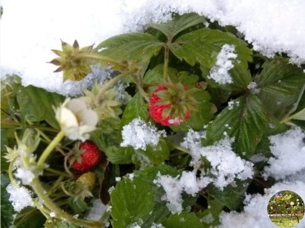 Клубника в снегу