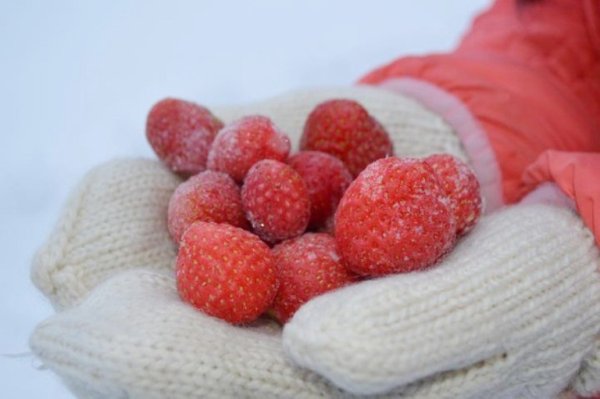 Клубника зимой