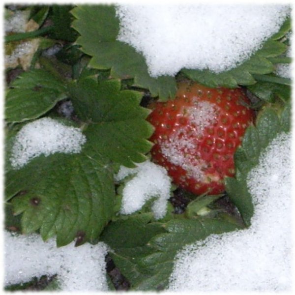 Земляника перезимовала