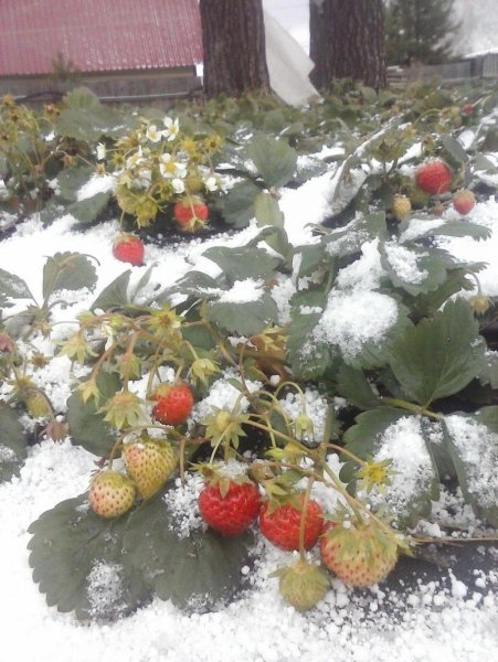 Клубника под снегом