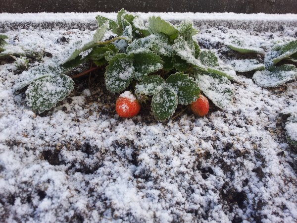 Земляника в снегу