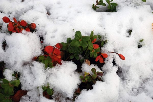 Брусника под снегом