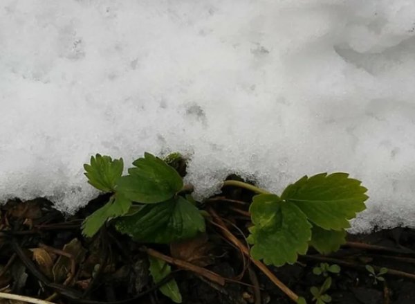Земляника перезимовала