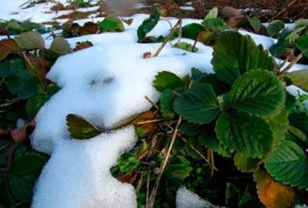 Земляника зимой