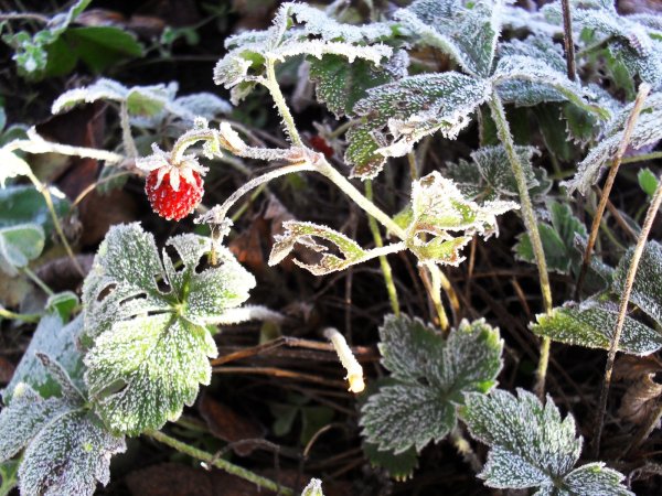 Земляника зимой