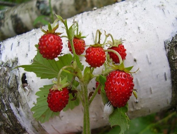 Березовая ягода