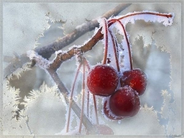 Вишня зимой