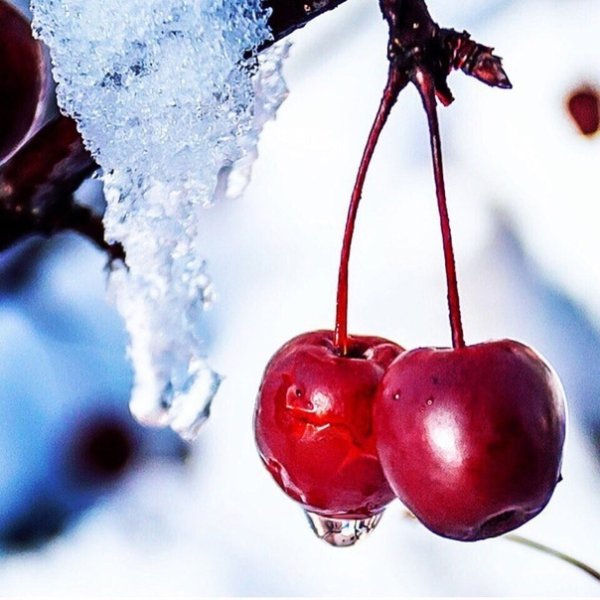 Вишня на зиму