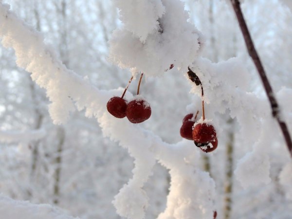 Зимняя черешня