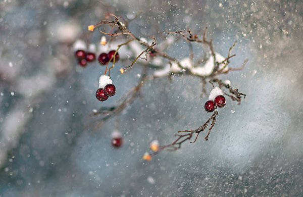 Зимняя вишня ягоды