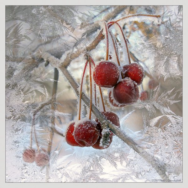 Вишня на снегу