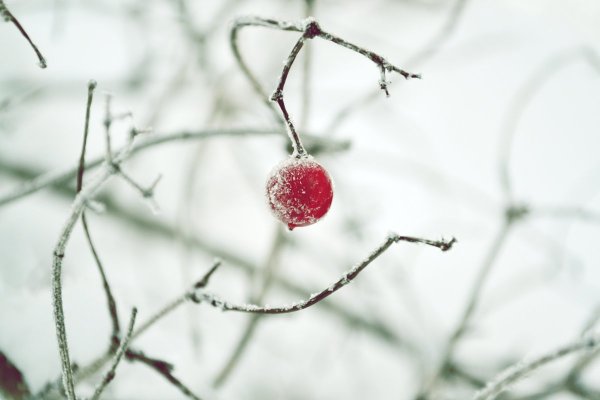 Зимняя ветка с ягодами