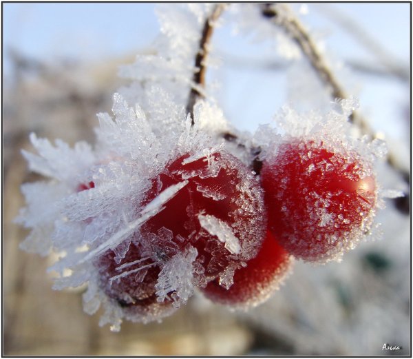 Замерзшая вишня
