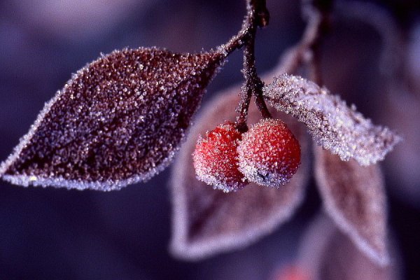 Ягоды в инее