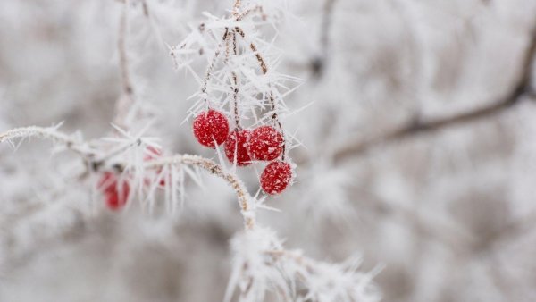 Колючий иней