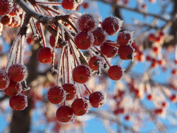 Вишня вишня зимняя