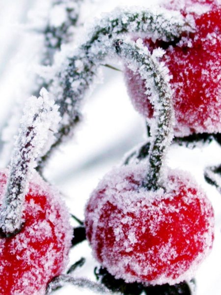 Обои на телефон зима