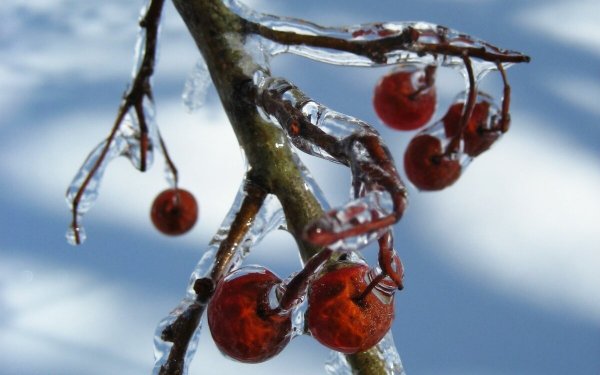 Вишня зимой