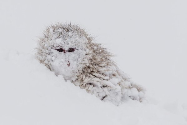 Еж в снегу
