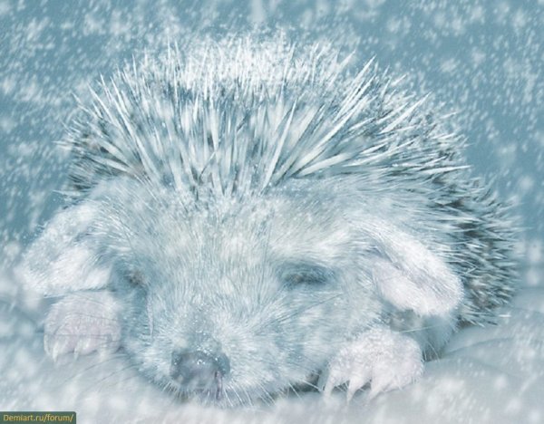 Ежик в снегу