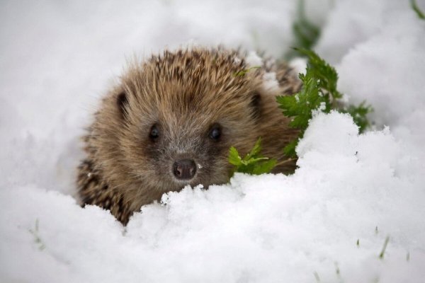 Еж зимой в лесу