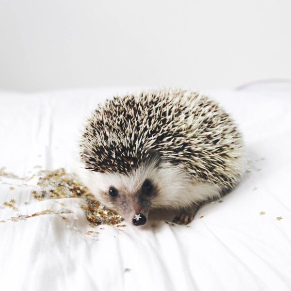 Снежный Ежик