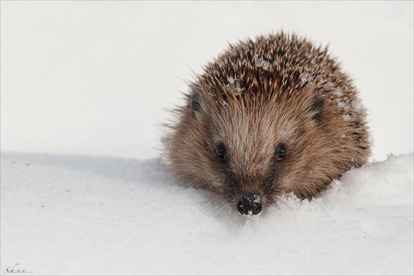 Ежик зимой