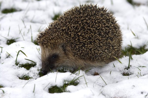 Еж зимой в лесу