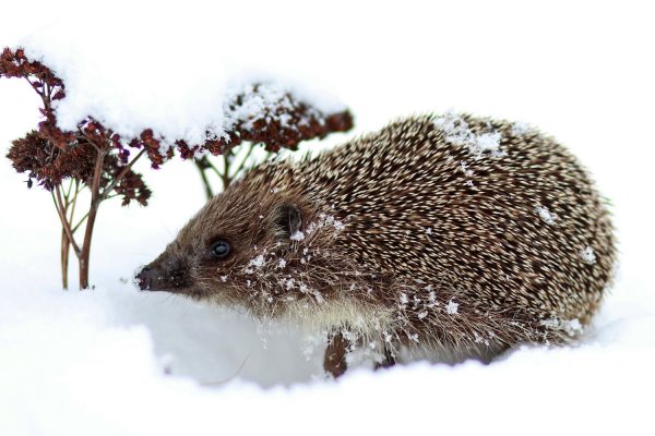 Еж зимой в лесу