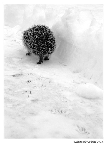 Еж в снегу