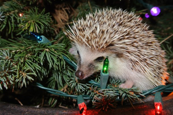 Новогодний Ежик