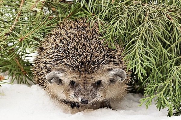 Ежик зимой