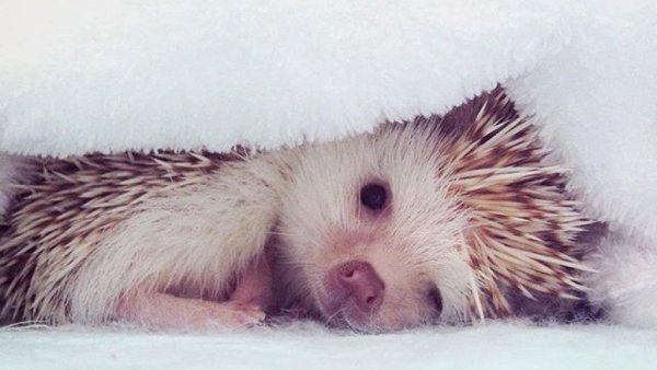 Ежик зимой