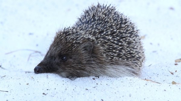 Воронежский заповедник животные