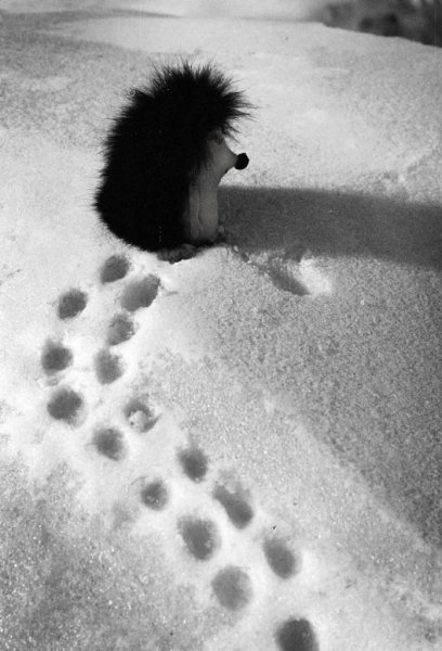 Ежик в снегу