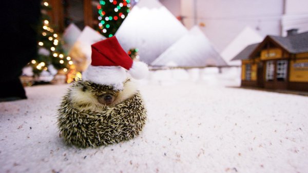 Новогодний Ежик