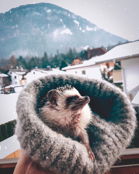 Еж путешественник Инстаграм