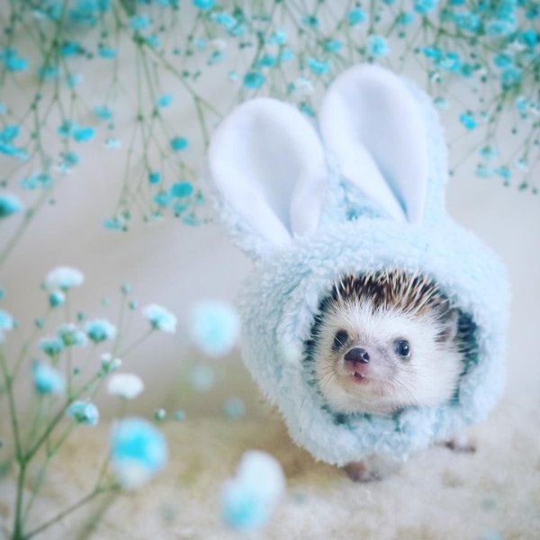 Самые красивые и милые зверюшки