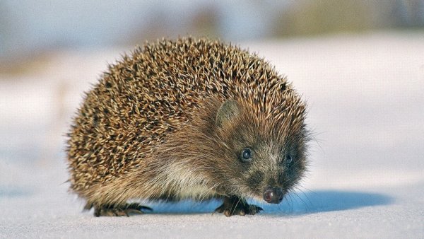 Ежик зимой